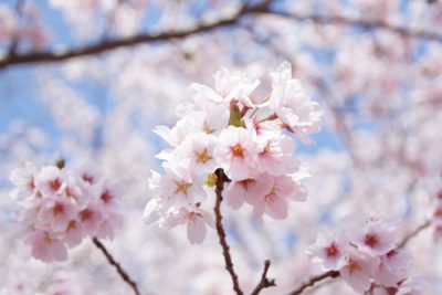 妹背の里　桜祭り（さくらまつり）