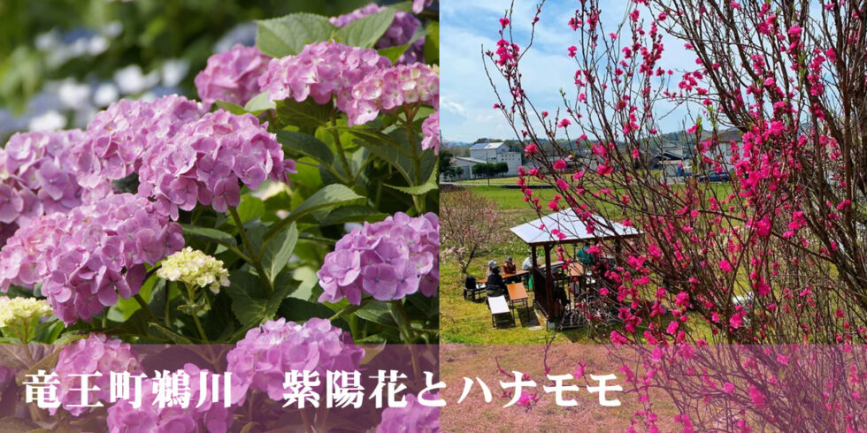 鵜川天満宮の紫陽花とハナモモ