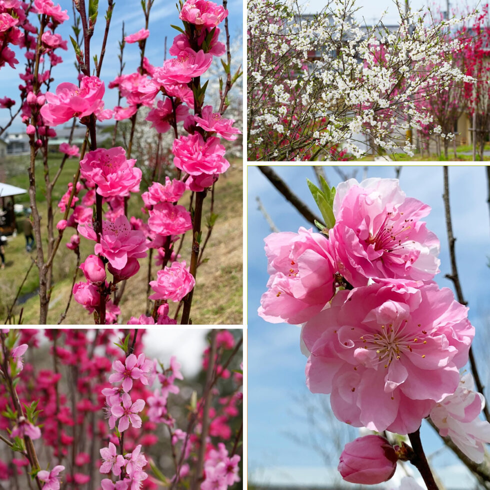 鵜川天満宮の花桃（ハナモモ）