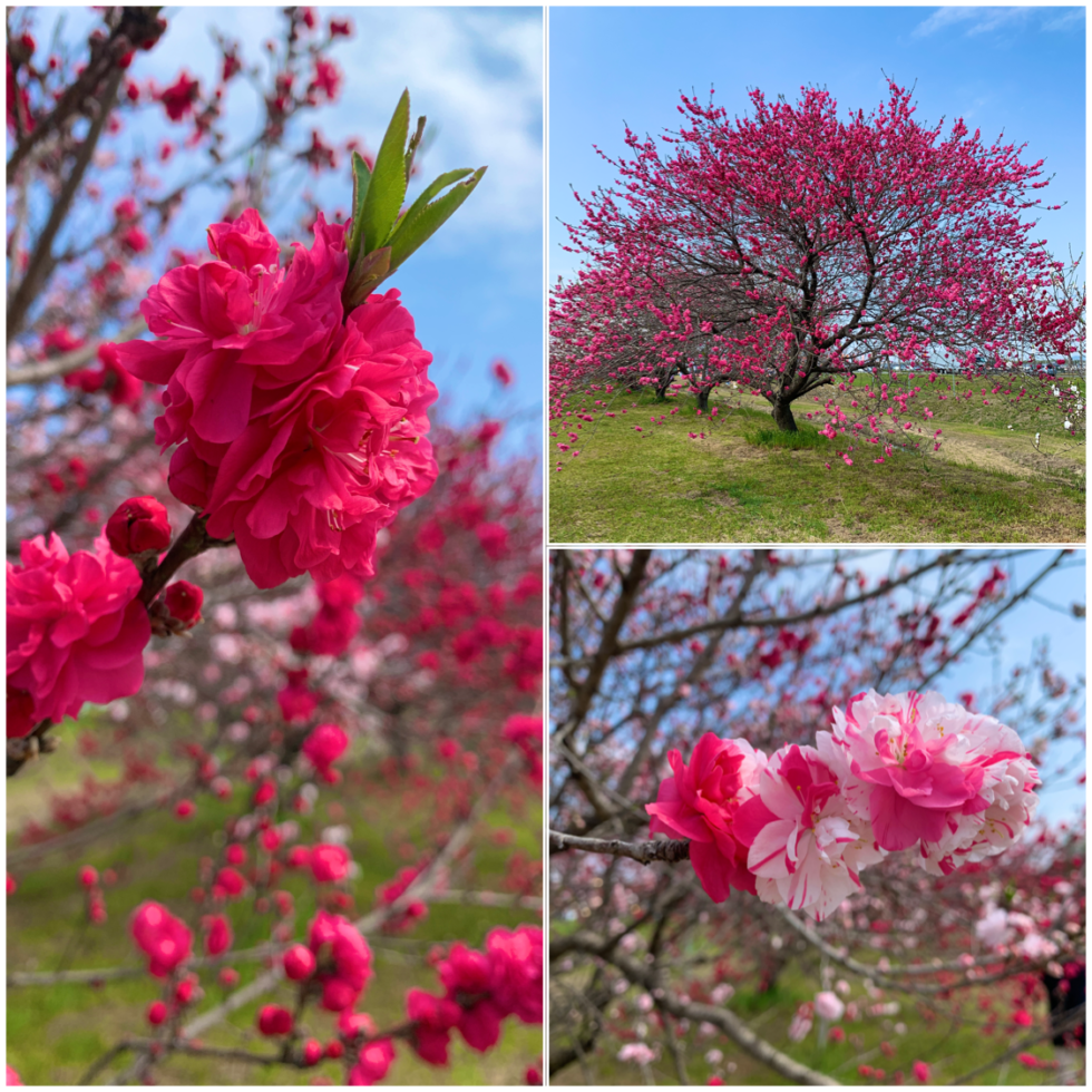善光寺川の花桃（ハナモモ）