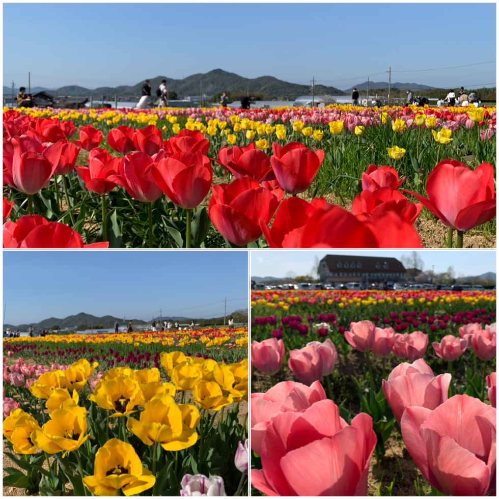 アグリパーク竜王チューリップ