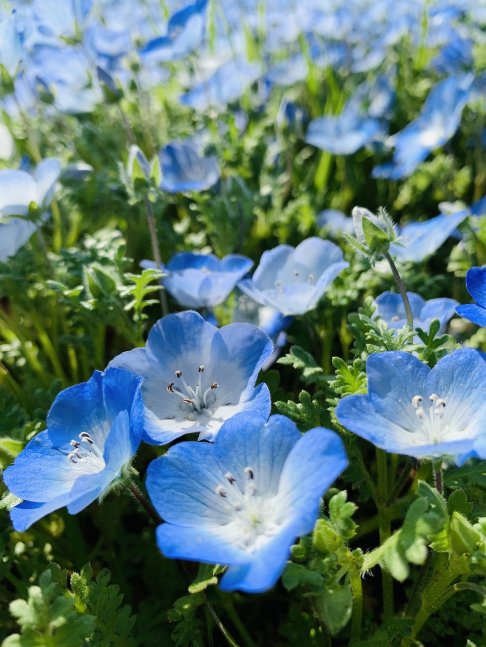 アグリパーク竜王ネモフィラ