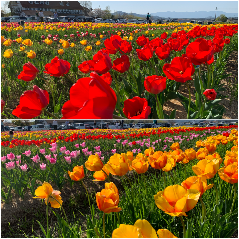 アグリパーク竜王チューリップ