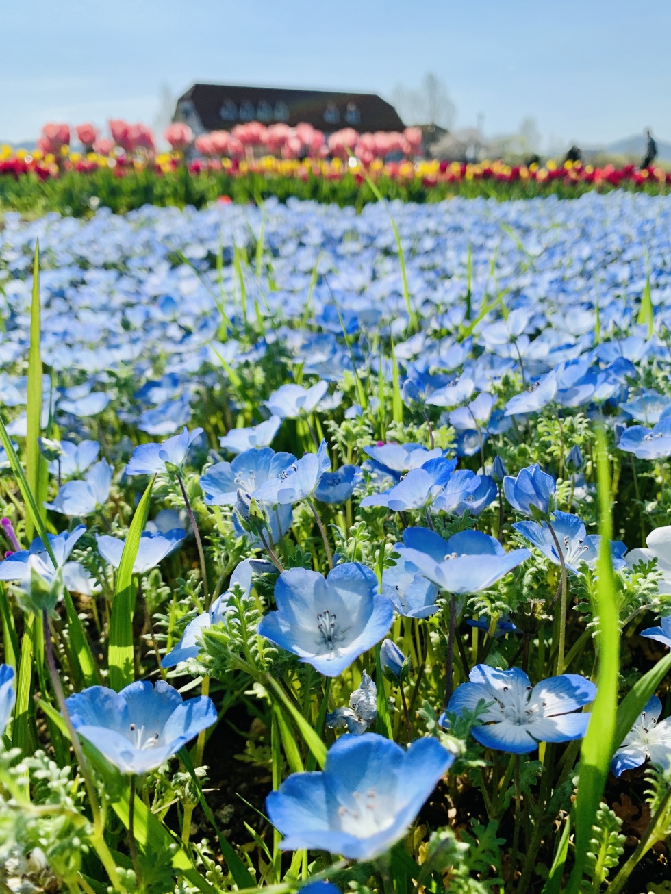 アグリパーク竜王ネモフィラとチューリップ