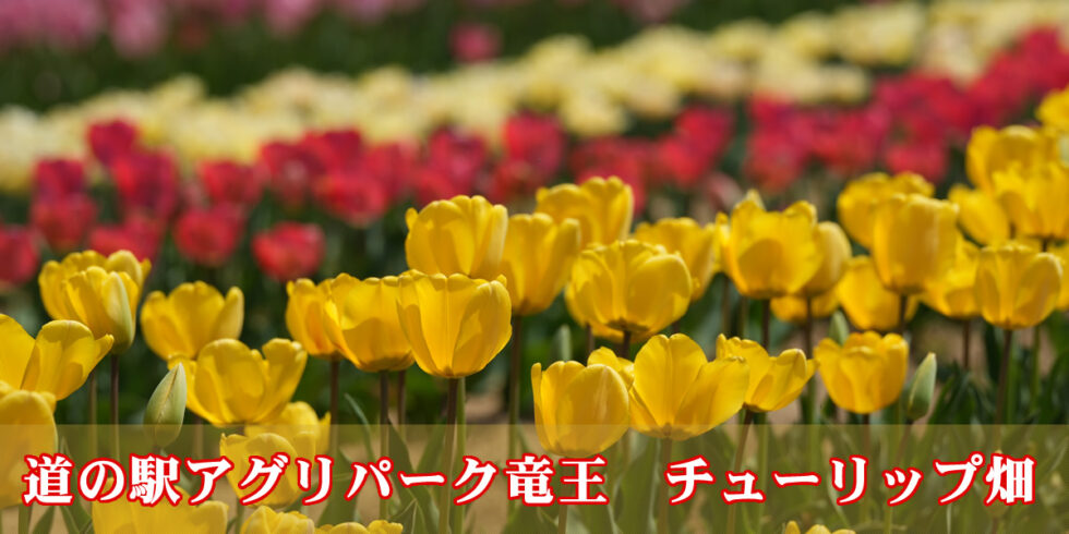 アグリパーク竜王チューリップ畑