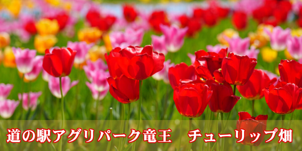 チューリップオーナーの皆様へ